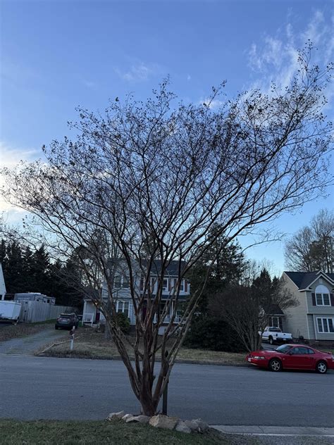 Image result for Pruning Crape Myrtle Tree