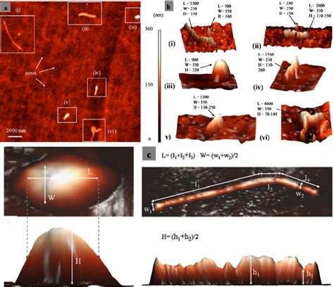 Wear Debris Characterization and Corresponding Biological Response ...