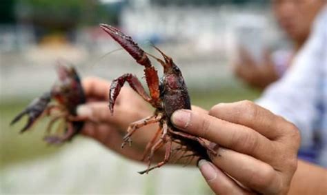 在我国被吃到养殖的小龙虾，为啥日本不允许售卖？_探秘志