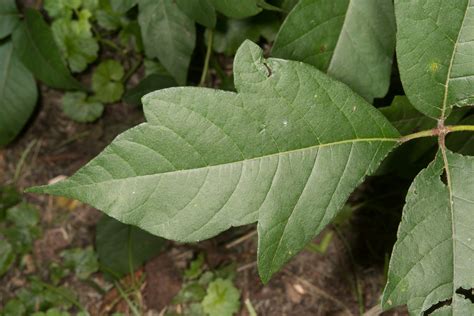 Toxicodendron pubescens (Eastern poison oak)