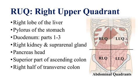 Surface landmark of the abdomen | PDF