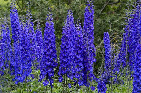 Dark Blue Delphinium