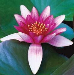 LifeVerse | Greensboro Library, NC