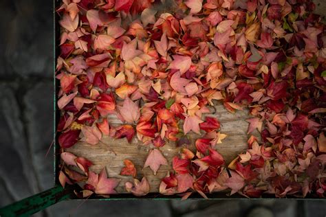 National Bonsai Foundation - Bonsai Museum Washington DC