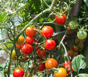 VNR tomato Seed Price in India - Buy VNR tomato Seed online at Flipkart.com