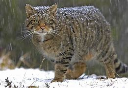 Image result for Wildcat