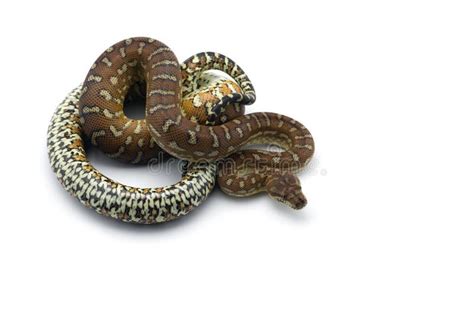 Image result for Tri-Stripe Carpet Python