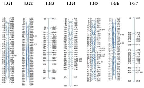 Next-Generation-Sequencing-Based Simple Sequence Repeat (SSR) Marker ...