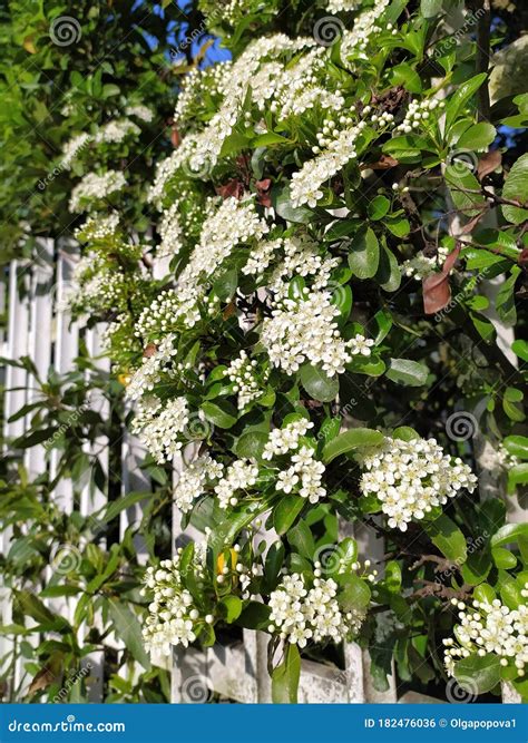 Blossoms of Firethorn Pyracantha, Outdoors. Stock Photo - Image of ...