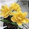 Buy Rain Lily Zephyranthes Candida snowdrops Outdoors Plants Perennial ...