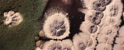 Antibiotic Biosynthesis and Antibiotic Resistance Evolved ...