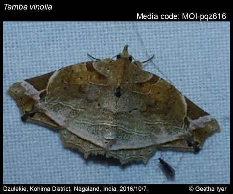 Tamba vinolia (Hampson, 1895) - | Moths