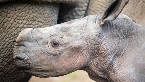 Safari West welcomes birth of rare white rhino calf | KTVU FOX 2