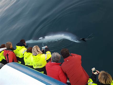 Reykjavik Whale Watching Diary 21th May 2014 – Special Tours