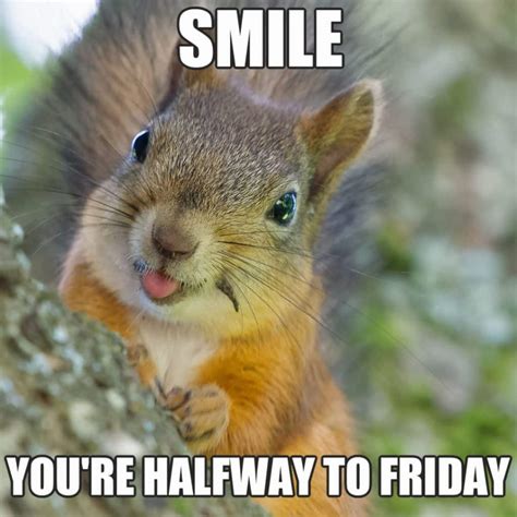 25 Cute Wednesday Memes To Make You Smile On Hump Day