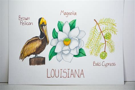 Louisiana State Bird, Flower, Tree, Original Watercolor Painting, Brown ...