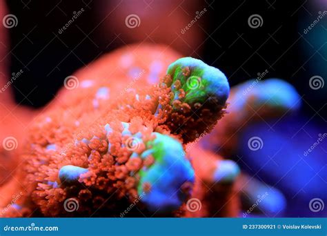 Montipora SPS Coral in Reef Aquarium Tank Stock Image - Image of care, koral: 237300921