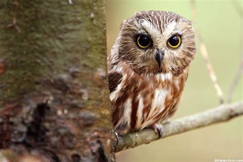 Image result for Baby Owl Springwatch