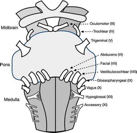 Brainstem, Cerebellum, and Cranial Nerves - Clinical Tree