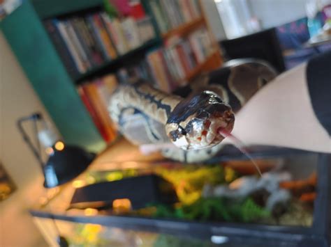 Image result for Goodbye Monty Python