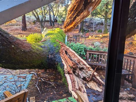 Tree Removal Failures 的图像结果