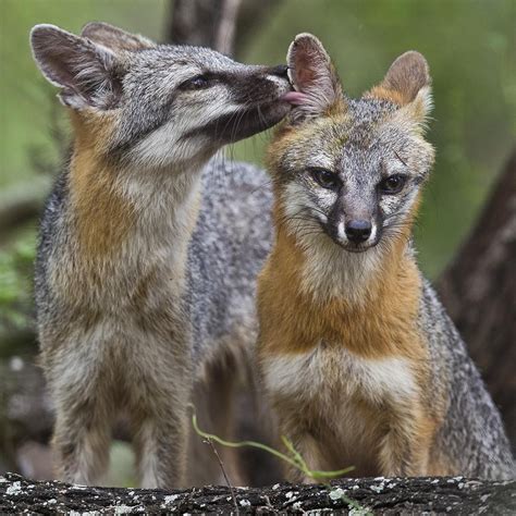 Gray Fox in Texas