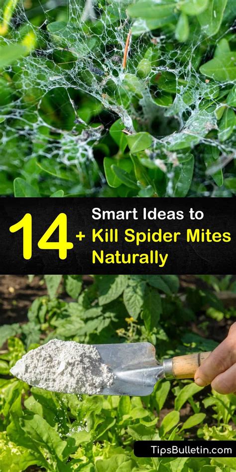 How to Kill Spider Mites 的图像结果