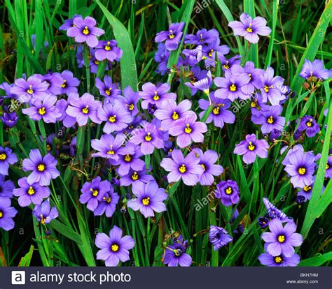 Blue Eyed Grass High Resolution Stock Photography and Images - Alamy