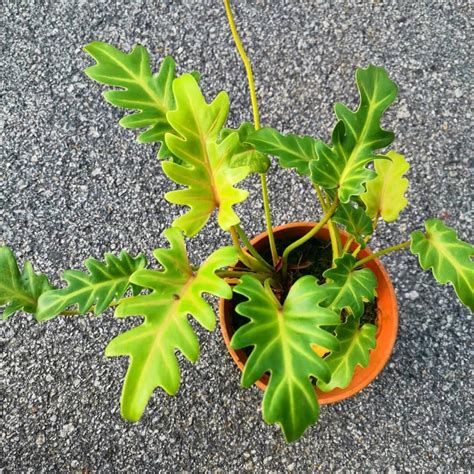 Philodendron xanadu Gold - Indoor Plants – Exotic Flora