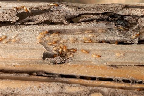 How To Get Rid of Termites | Termite Specialist