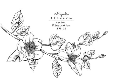 Premium Vector | Magnolia flower drawings.