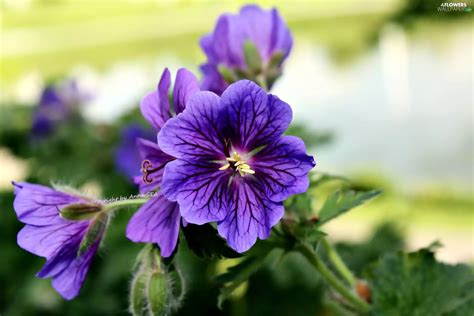 Geranium Magnificum, purple, Flowers - Flowers wallpapers: 2048x1365