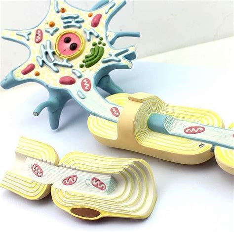 Uigjiogmedical Neuron Cell Body Neuron Model 2 Parts 2500x Human ...