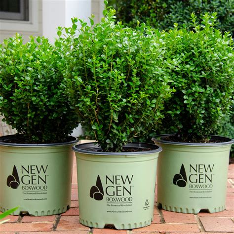 NewGen Independence® Boxwood | Plant Addicts