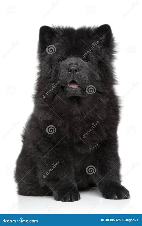 Black Chow-chow Dog Under A Palm Tree Royalty-Free Stock Image ...
