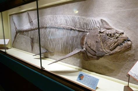 Facts About Xiphactinus