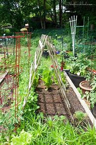Image result for Trellis for Growing Peas