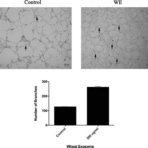 Image result for 20X Microscope Scale Bar