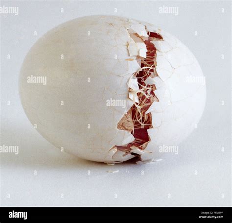 Image result for Owl Exploding