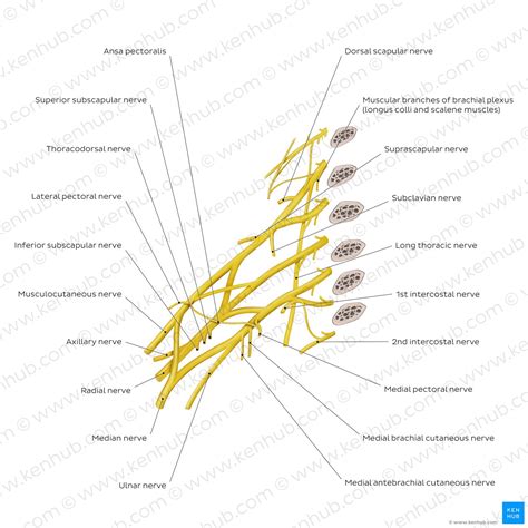 Brachial plexus: Anatomy, branches and mnemonics | Kenhub