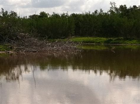 Eco Pond (Everglades National Park) - 2021 What to Know Before You Go ...