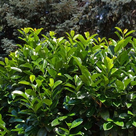English Laurel | Plants Express