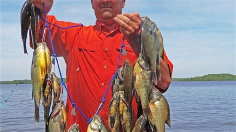 Image result for Shellcracker Fishing 2014