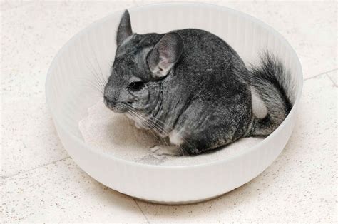 Chinchillas As Pets