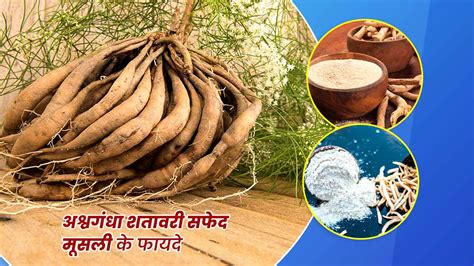 अश्वगंधा शतावरी और सफेद मूसली के फायदे | Ashwagandha Shatavari and ...