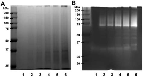 Unveiling the Potent Fibrino(geno)lytic, Anticoagulant, and ...