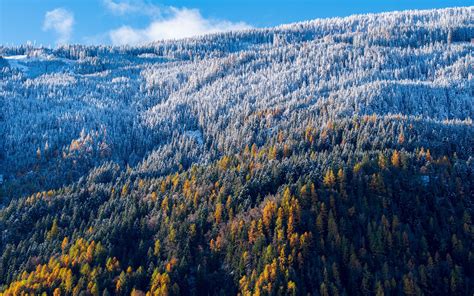 Download wallpaper 1920x1200 forest, slope, aerial view, trees, snowy ...