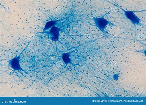 Motor Neurons Under The Microscope Royalty-Free Stock Photo ...