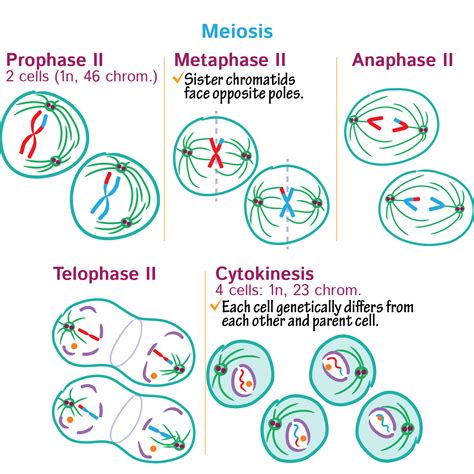 Anaphase 2 Meiosis