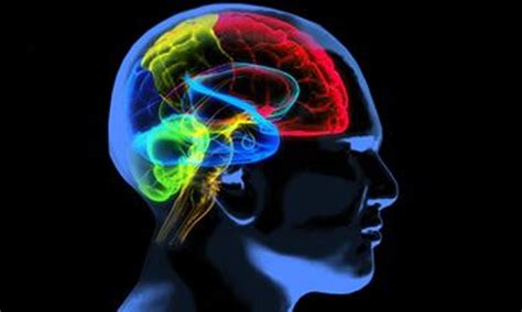 Scientists link fatty, sugary diets with impaired brain function